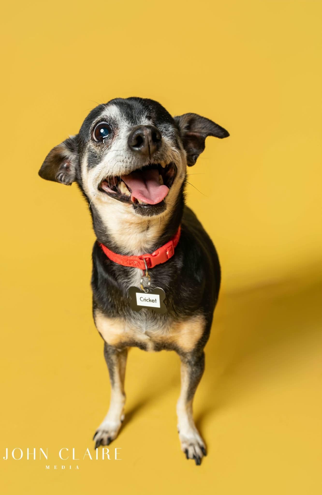 Cricket, Adoptable, Adult Female Chihuahua.