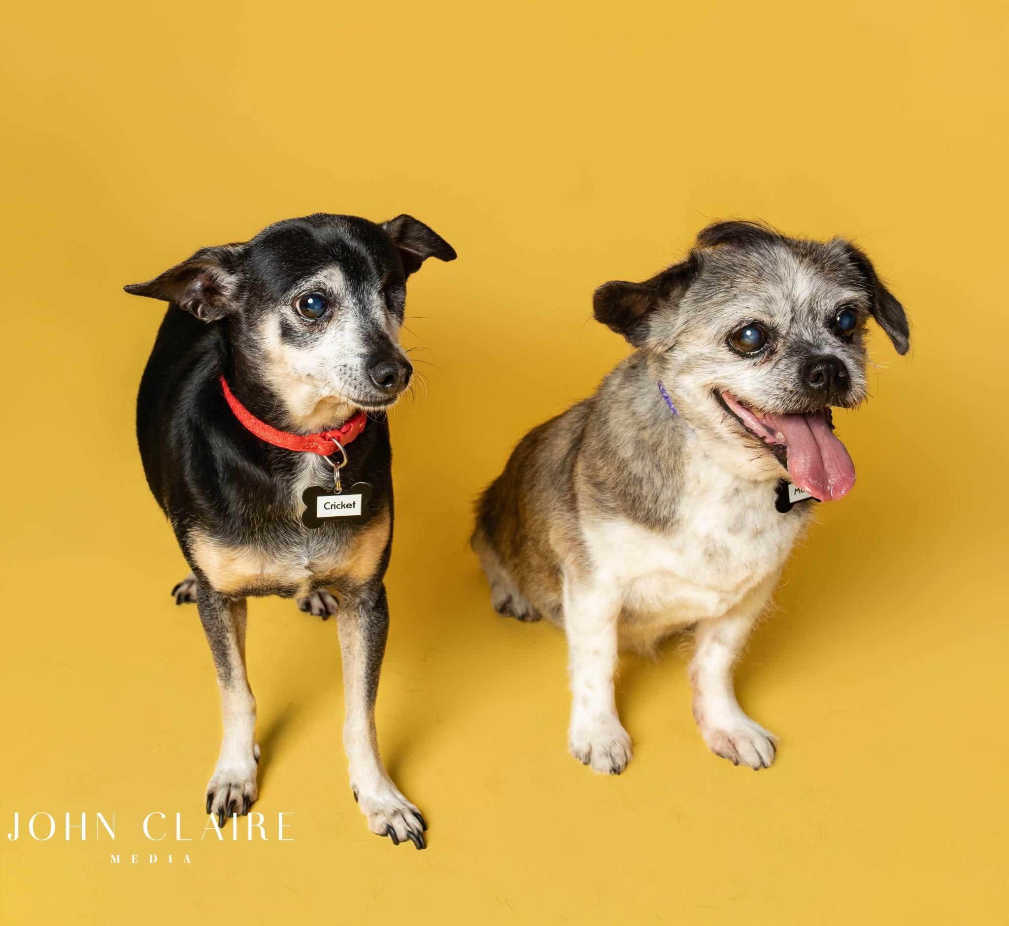Enlarge Cricket, a Adoptable mixed breed in Richmond, VA image 6/6