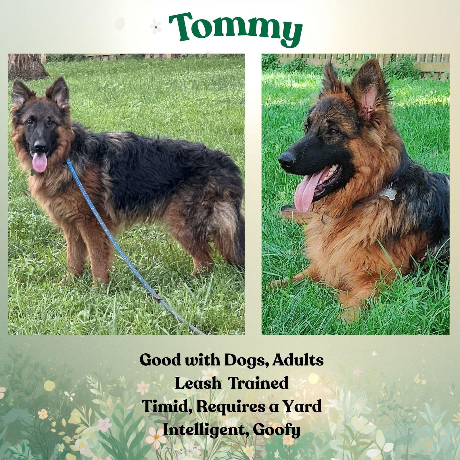 Enlarge Tommy, a Adoptable German Shepherd Dog in Baltimore, MD image 1/3