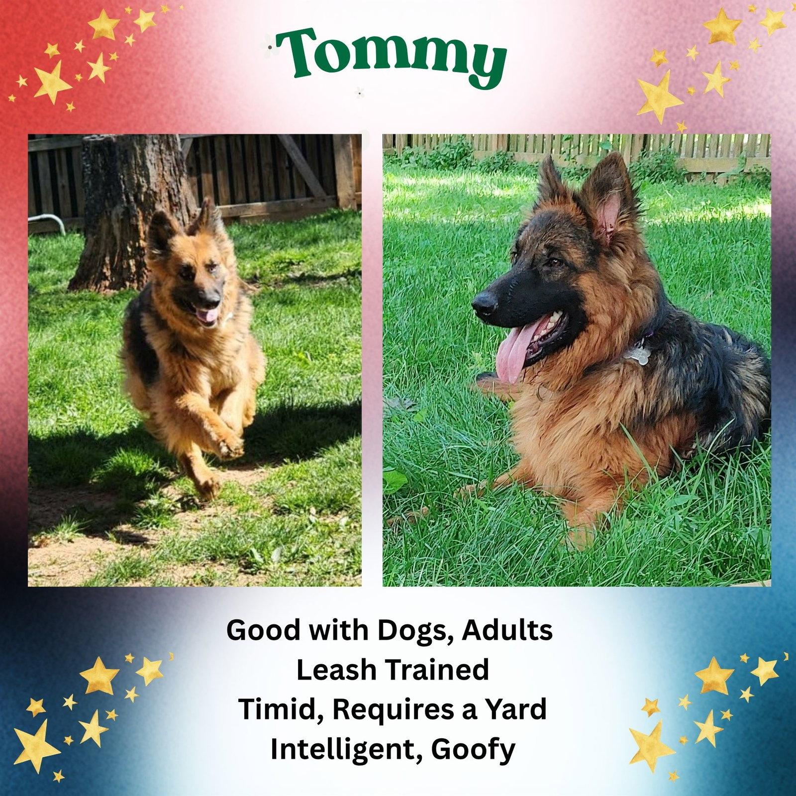 Tommy, Adoptable, Young Male German Shepherd Dog.