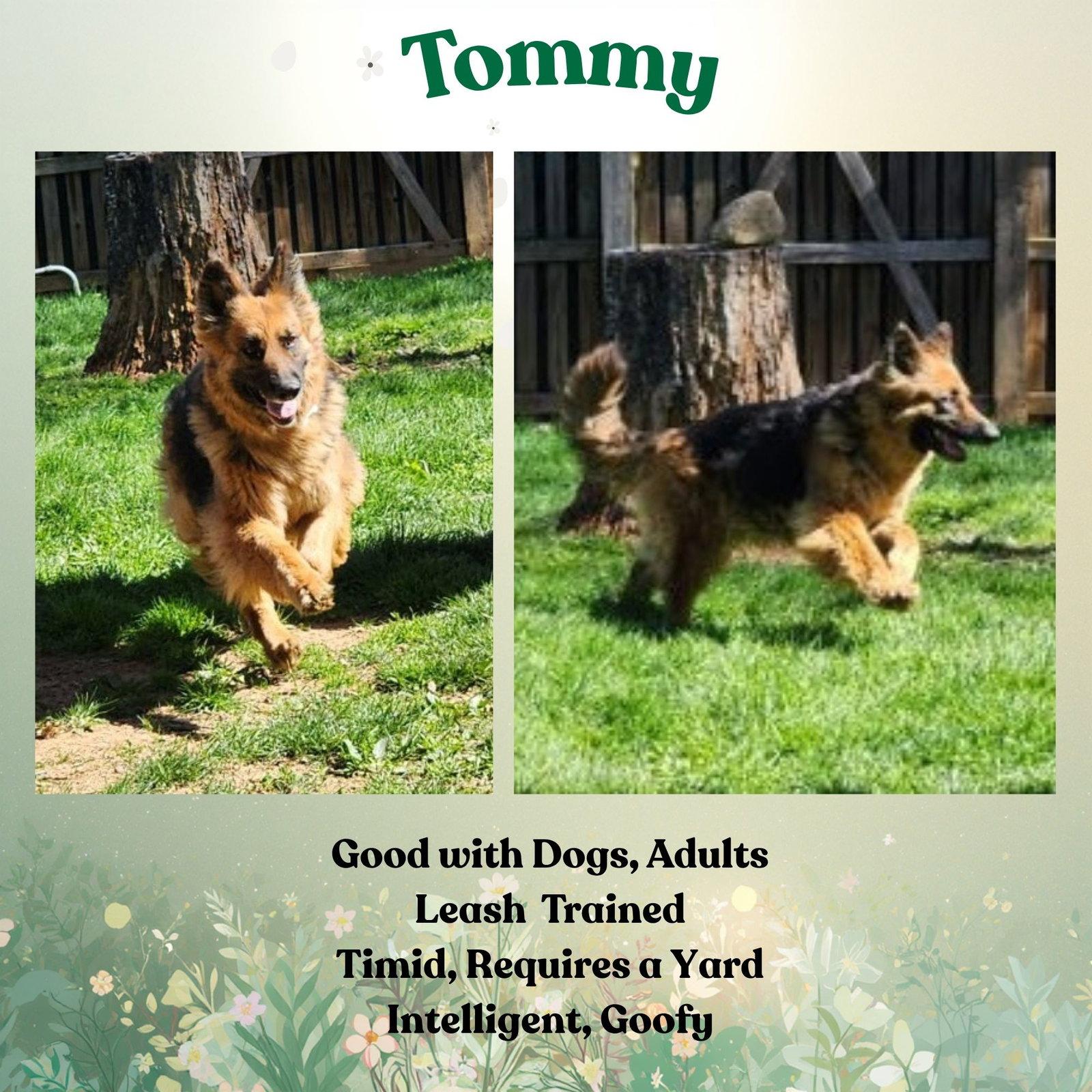 Enlarge Tommy, a Adoptable German Shepherd Dog in Baltimore, MD image 2/3