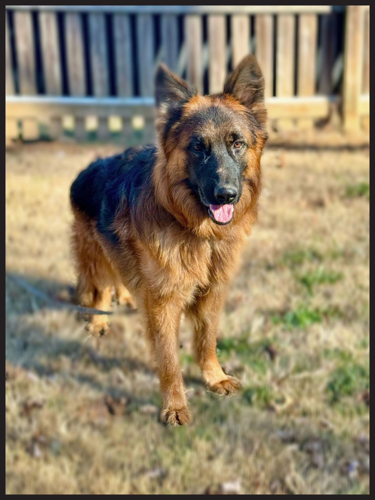 Tommy, Adoptable, Young Male German Shepherd Dog.