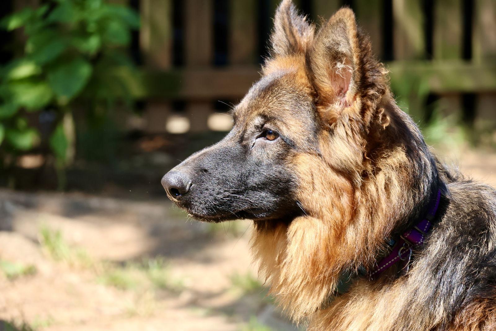 Tommy, a Adoptable German Shepherd Dog in Baltimore, MD image 2/3