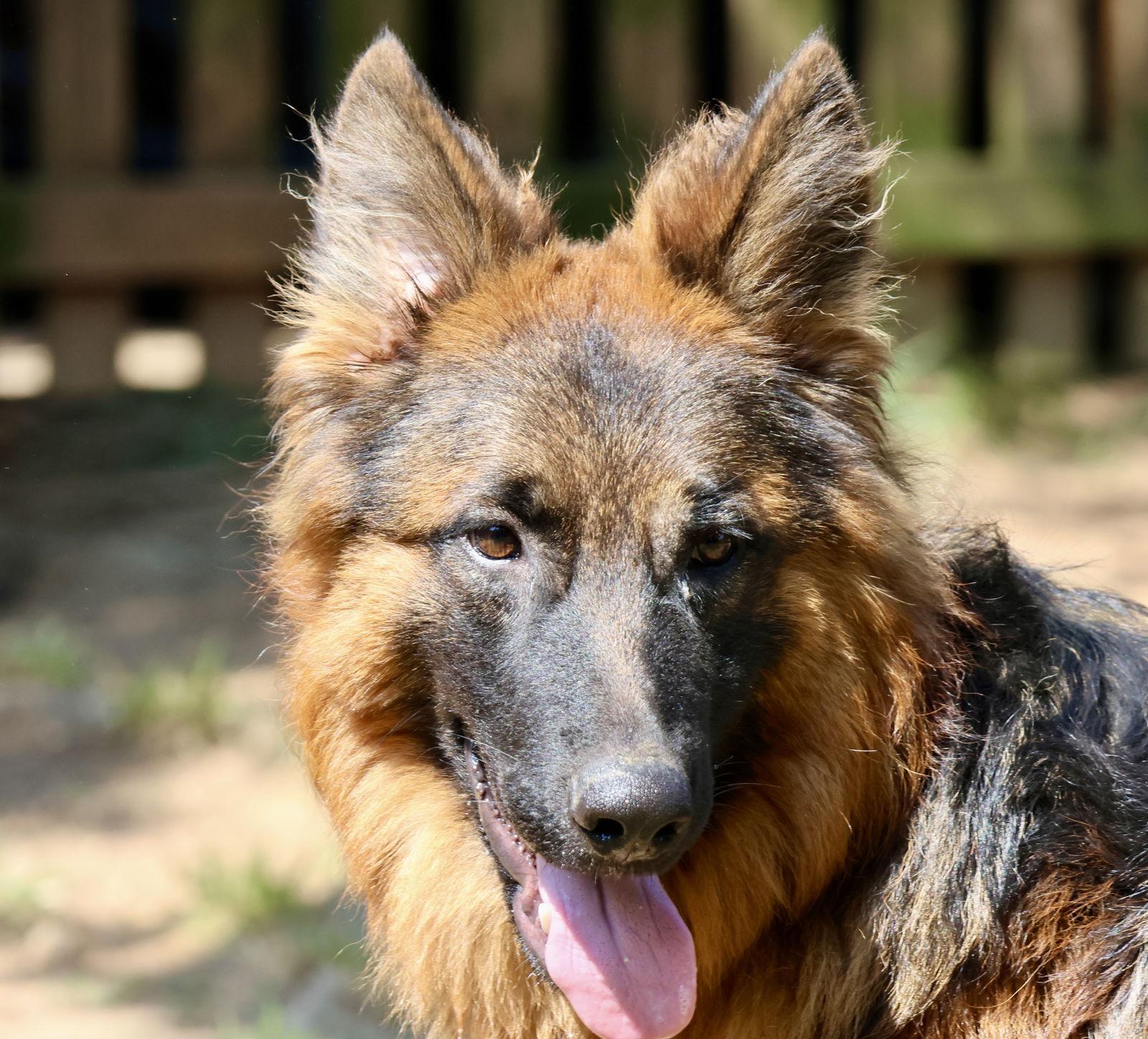 Tommy, a Adoptable German Shepherd Dog in Baltimore, MD image 3/3