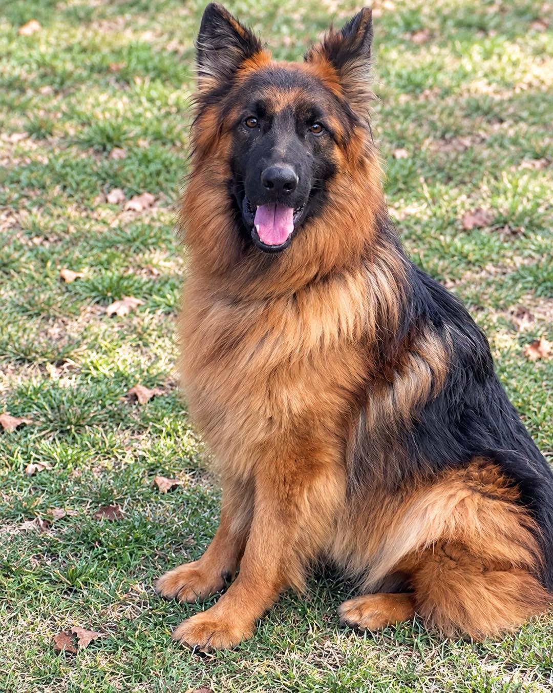 Enlarge Tommy, a Adoptable German Shepherd Dog in Baltimore, MD image 2/3