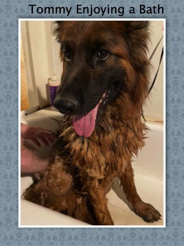 Enlarge Tommy, a Adoptable German Shepherd Dog in Baltimore, MD image 3/3