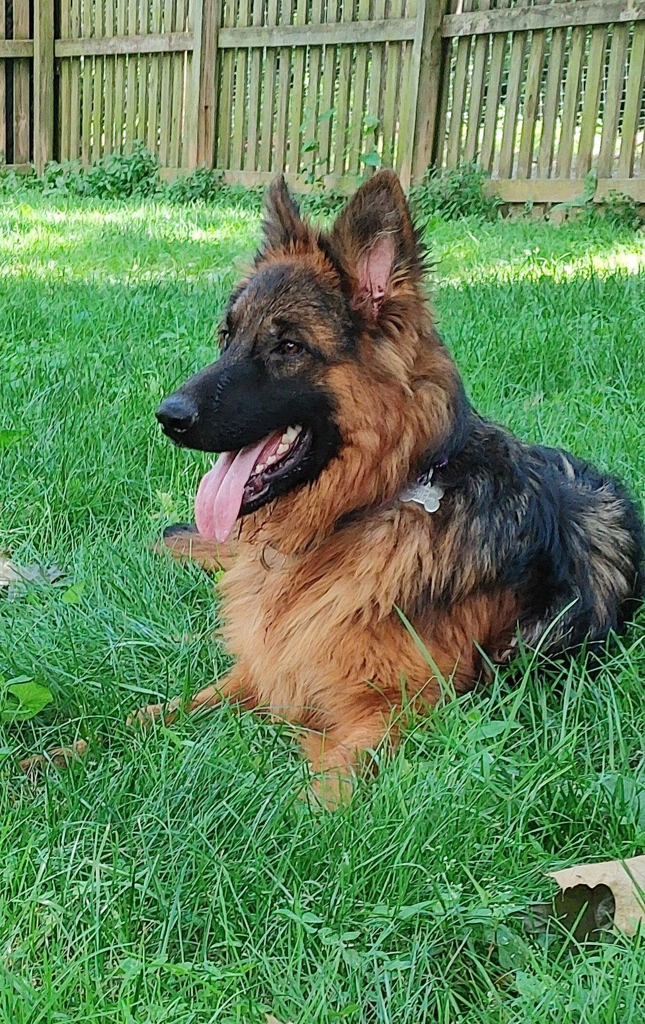 Enlarge Tommy, a Adoptable German Shepherd Dog in Baltimore, MD image 3/3