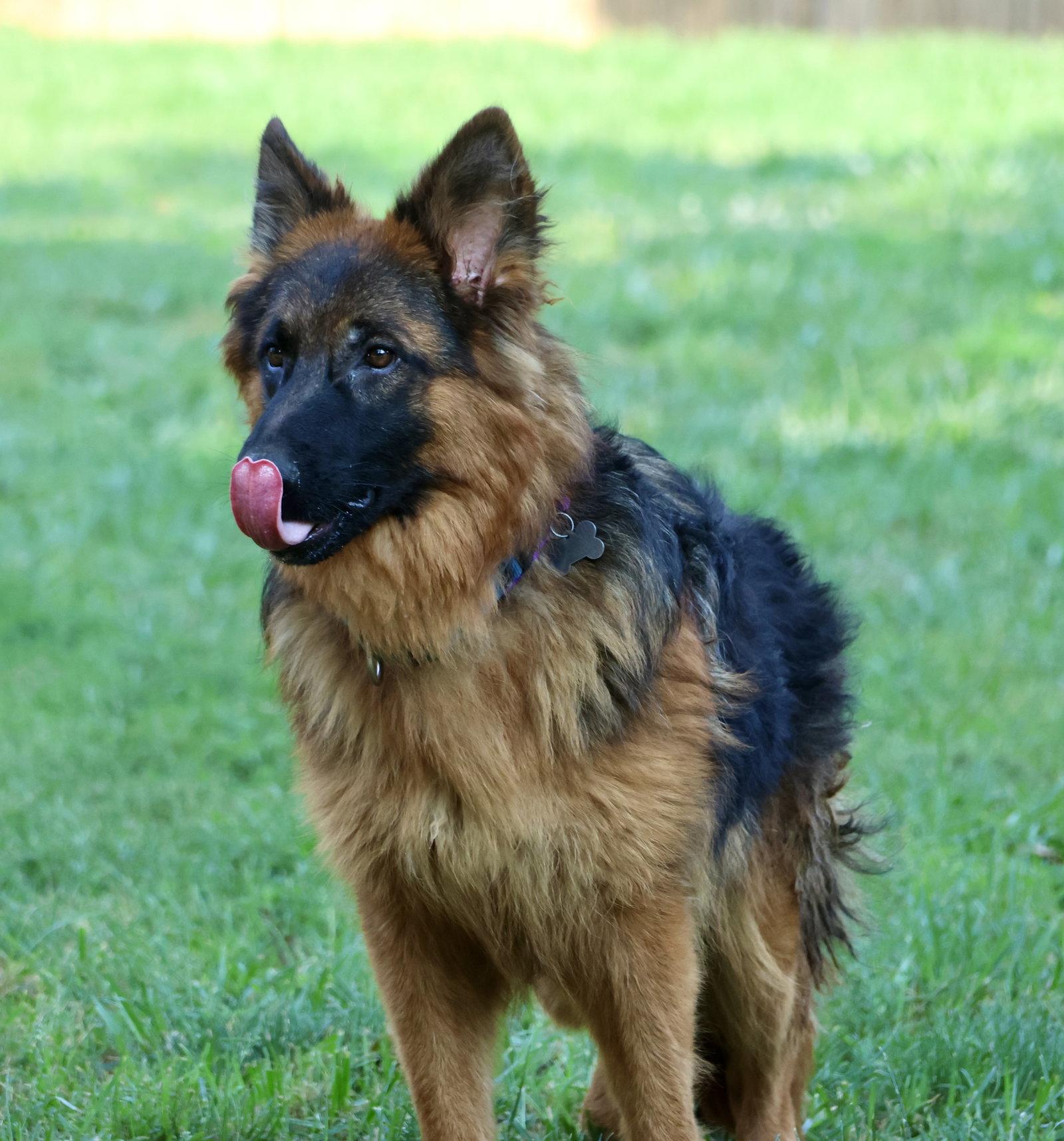 Tommy, a Adoptable German Shepherd Dog in Baltimore, MD image 3/3