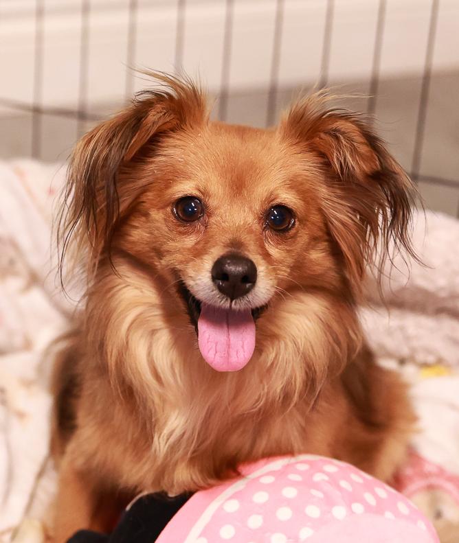 Nana, ADOPTABLE, Adult Female Chihuahua.