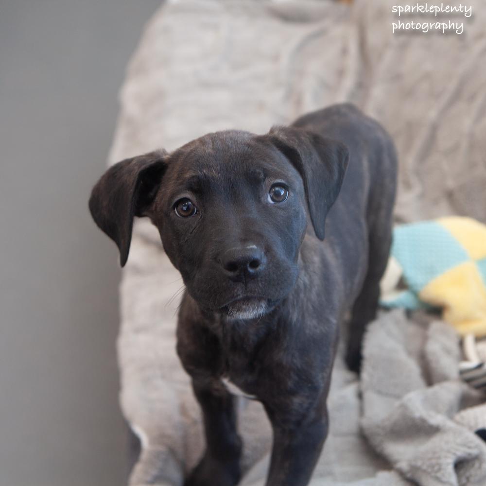 Dominos, Adoptable, Puppy Female Mixed Breed.