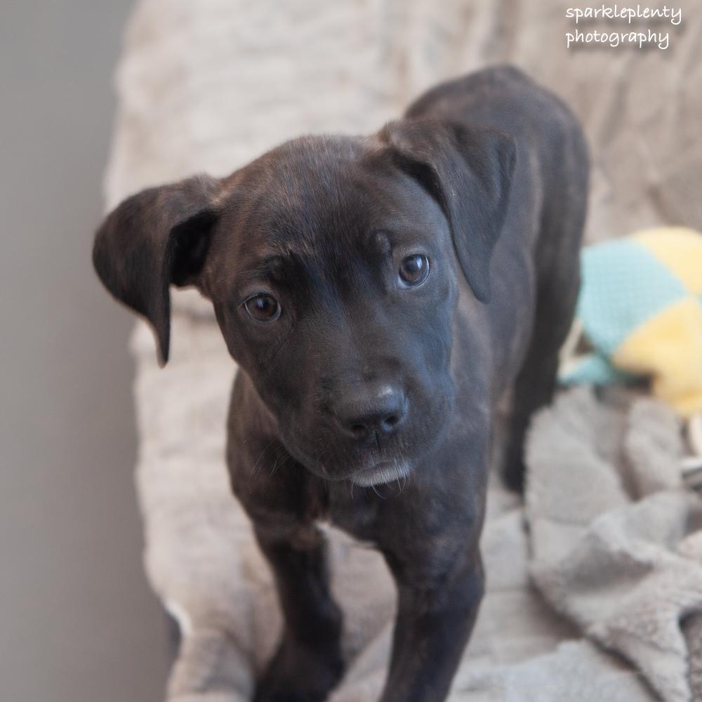 Enlarge Dominos, a Adoptable Mixed Breed in Ridgefield, CT image 3/4