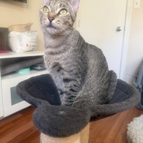 Quinn, Adoptable, Adult Female Domestic Short Hair.