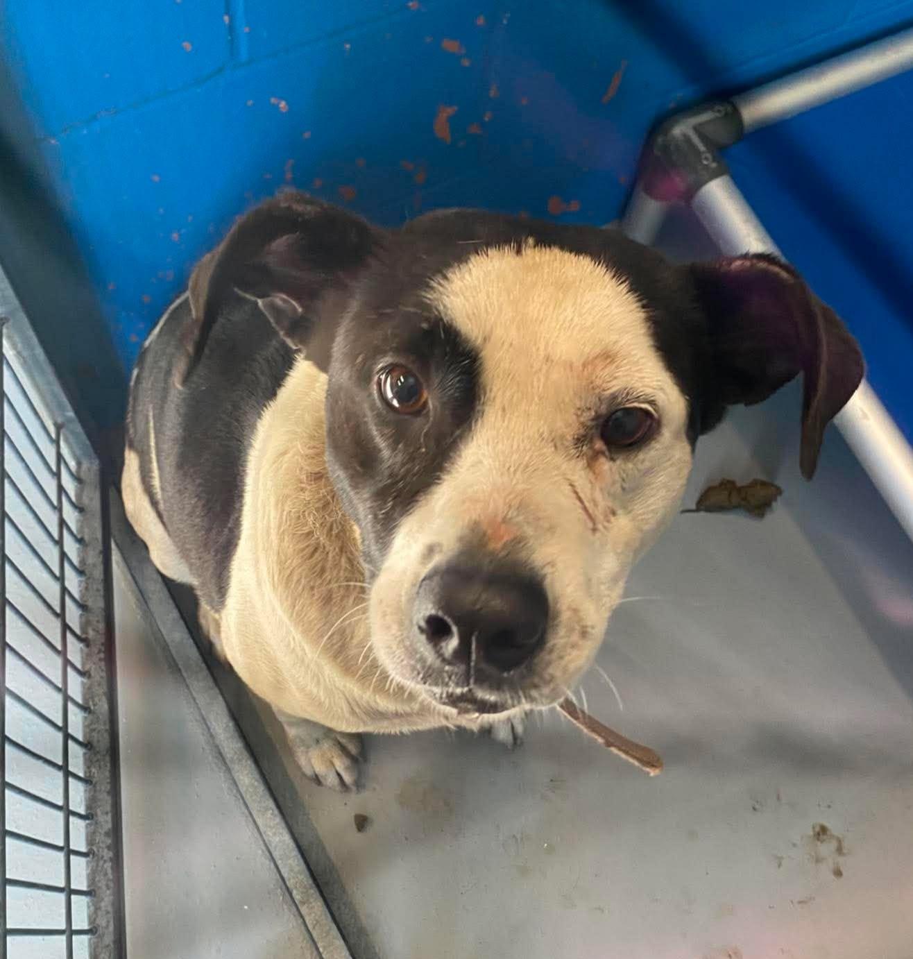 Luna, a ADOPTABLE mixed breed in Maryville, MO image 3/3