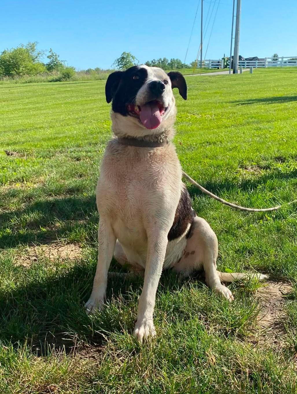 Luna, a ADOPTABLE mixed breed in Maryville, MO image 2/3
