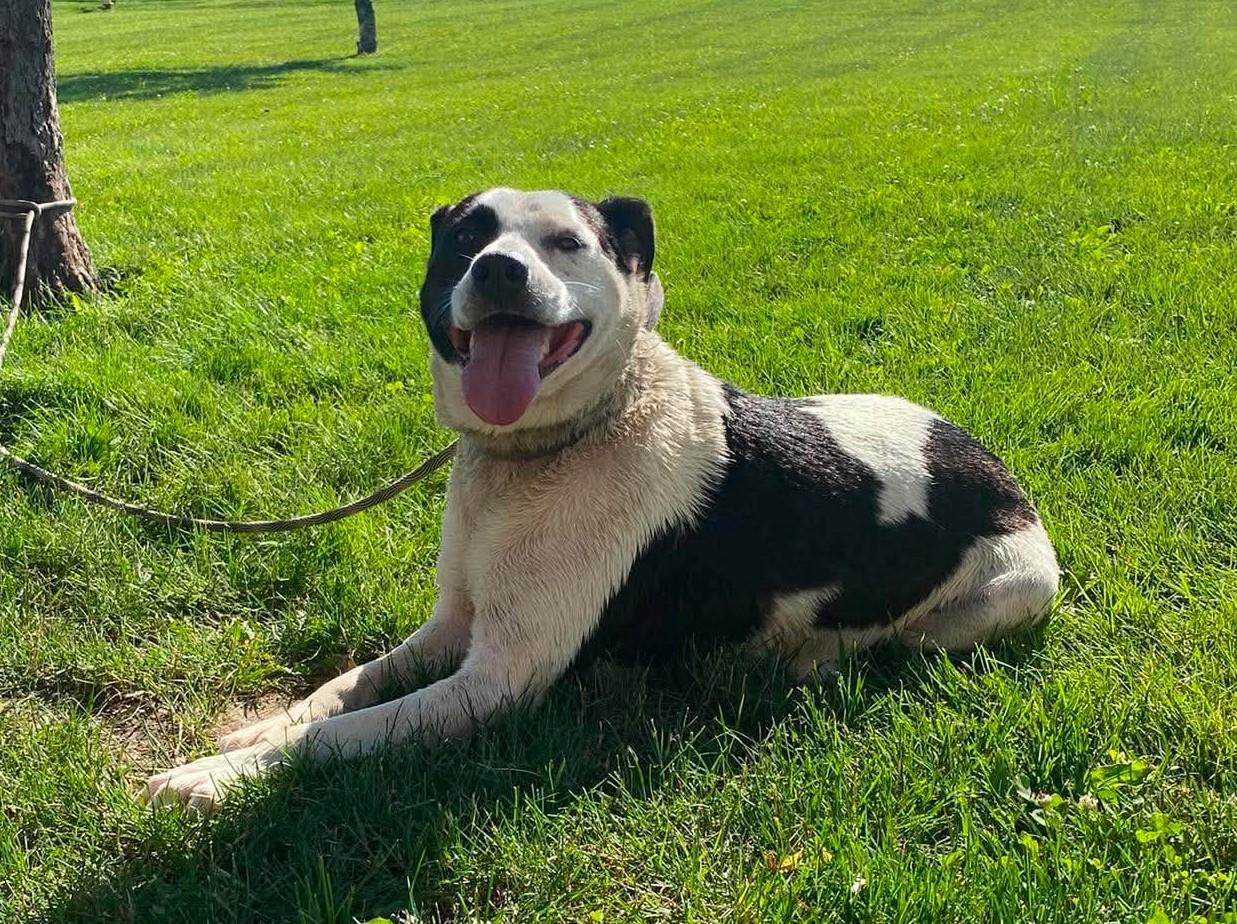Luna, ADOPTABLE, Adult Female Labrador Retriever.