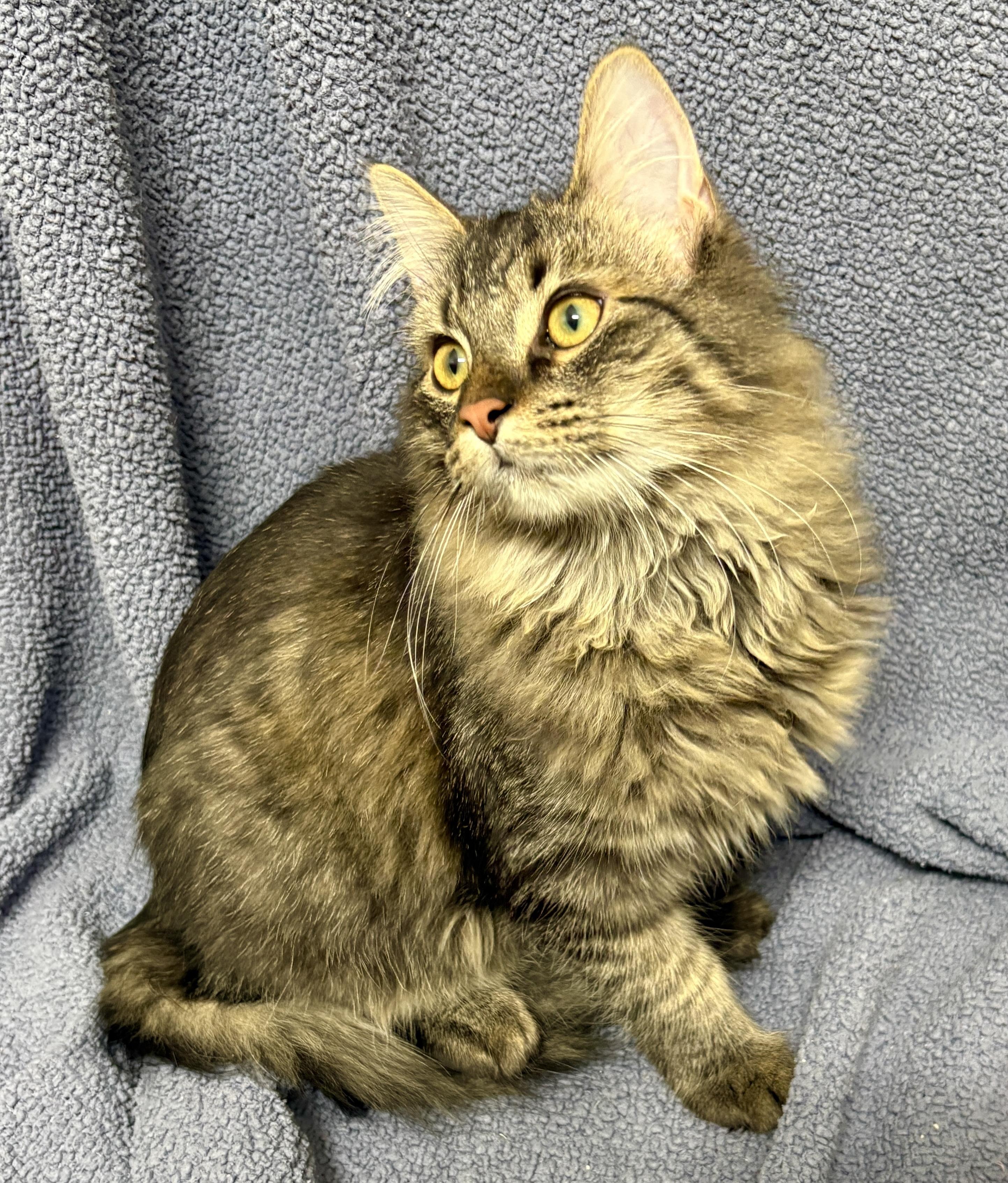 Enlarge Zeus, a ADOPTABLE Tabby in Copley, OH image 4/4