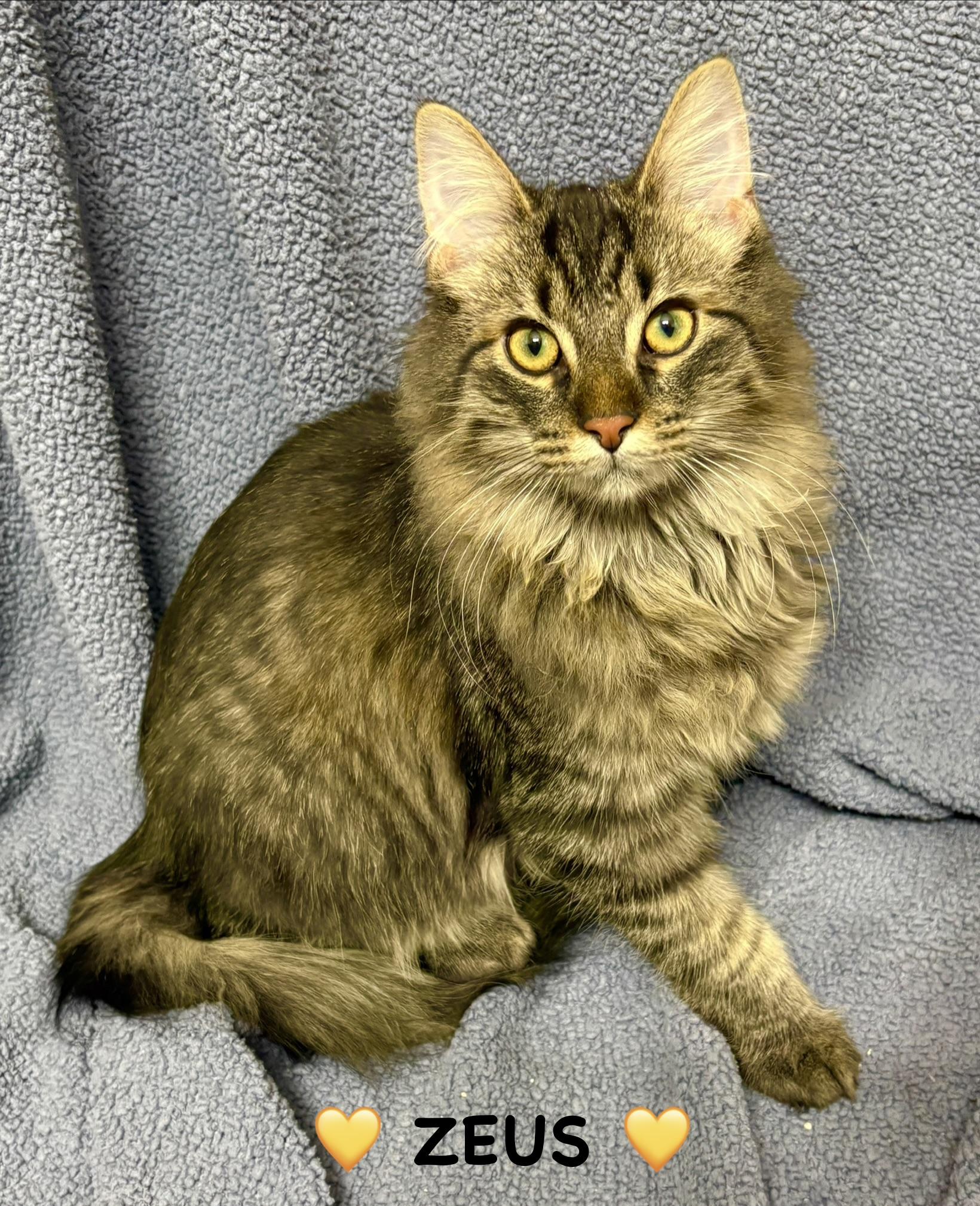 Zeus, ADOPTABLE, Kitten Male Tabby.