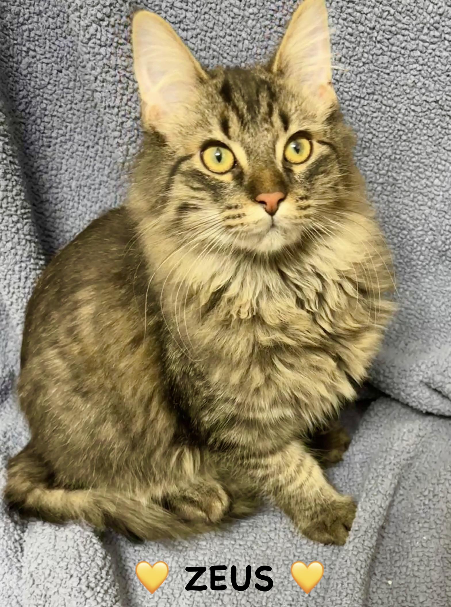 Enlarge Zeus, a ADOPTABLE Tabby in Copley, OH image 3/4