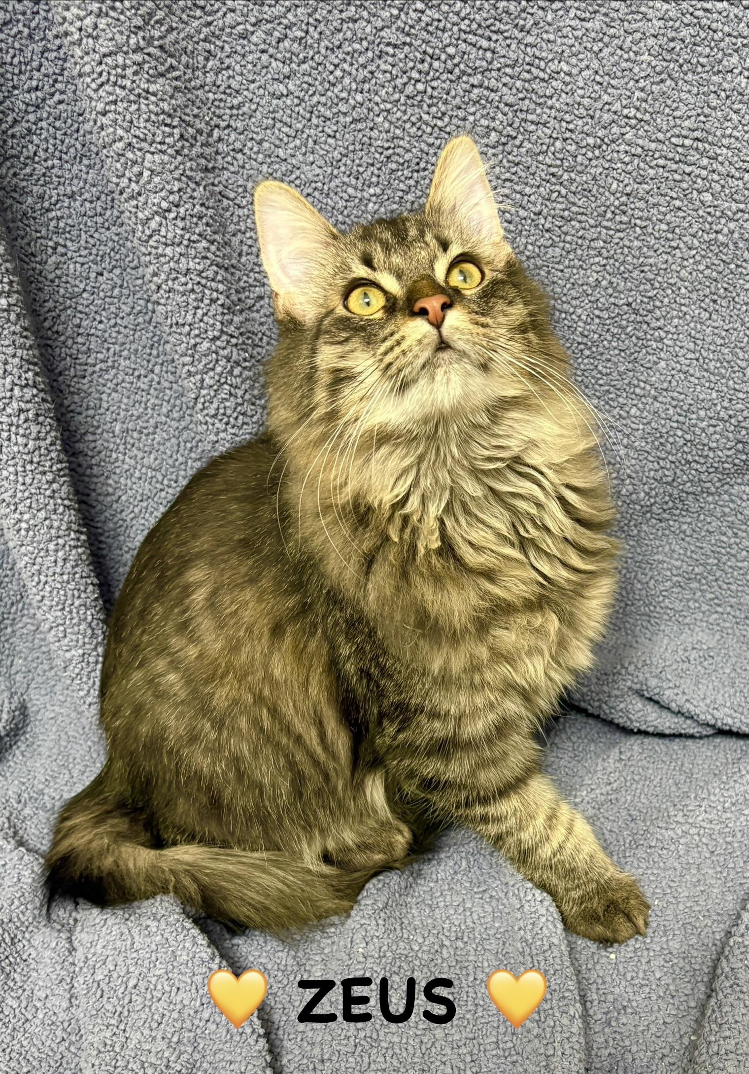 Enlarge Zeus, a ADOPTABLE Tabby in Copley, OH image 2/4