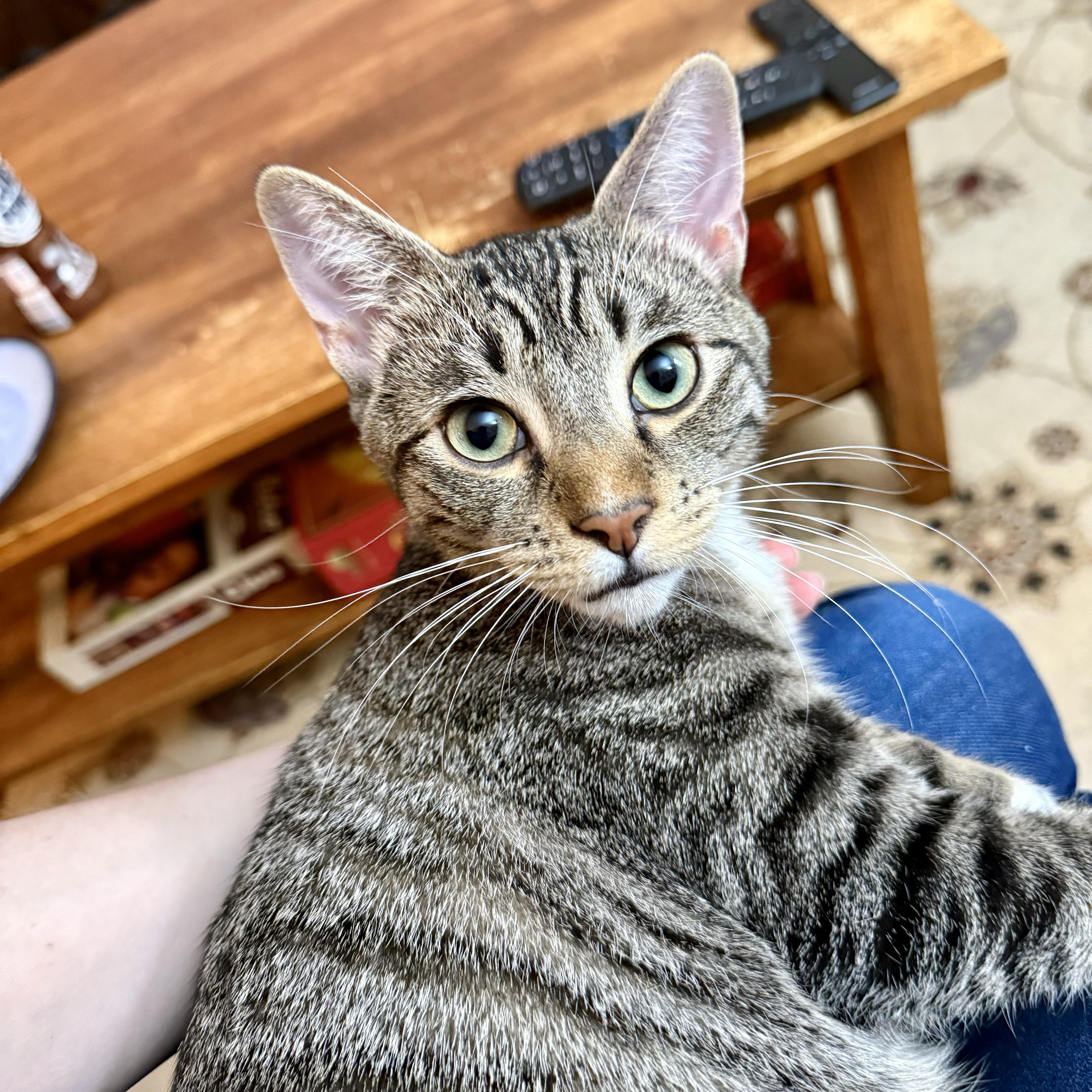 Mr. Green, Adoptable, Young Male Domestic Short Hair.