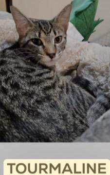 Enlarge TOURMALINE & TOPAZ ~ Bonded Brothers , a Adoptable Domestic Short Hair in Spotswood, NJ image 2/4