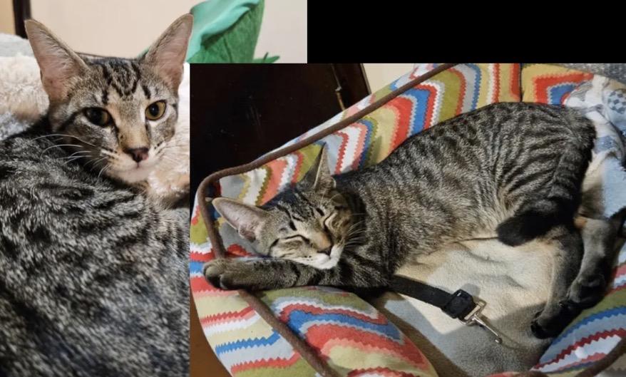 TOURMALINE & TOPAZ ~ Bonded Brothers , Adoptable, Young Male Domestic Short Hair.