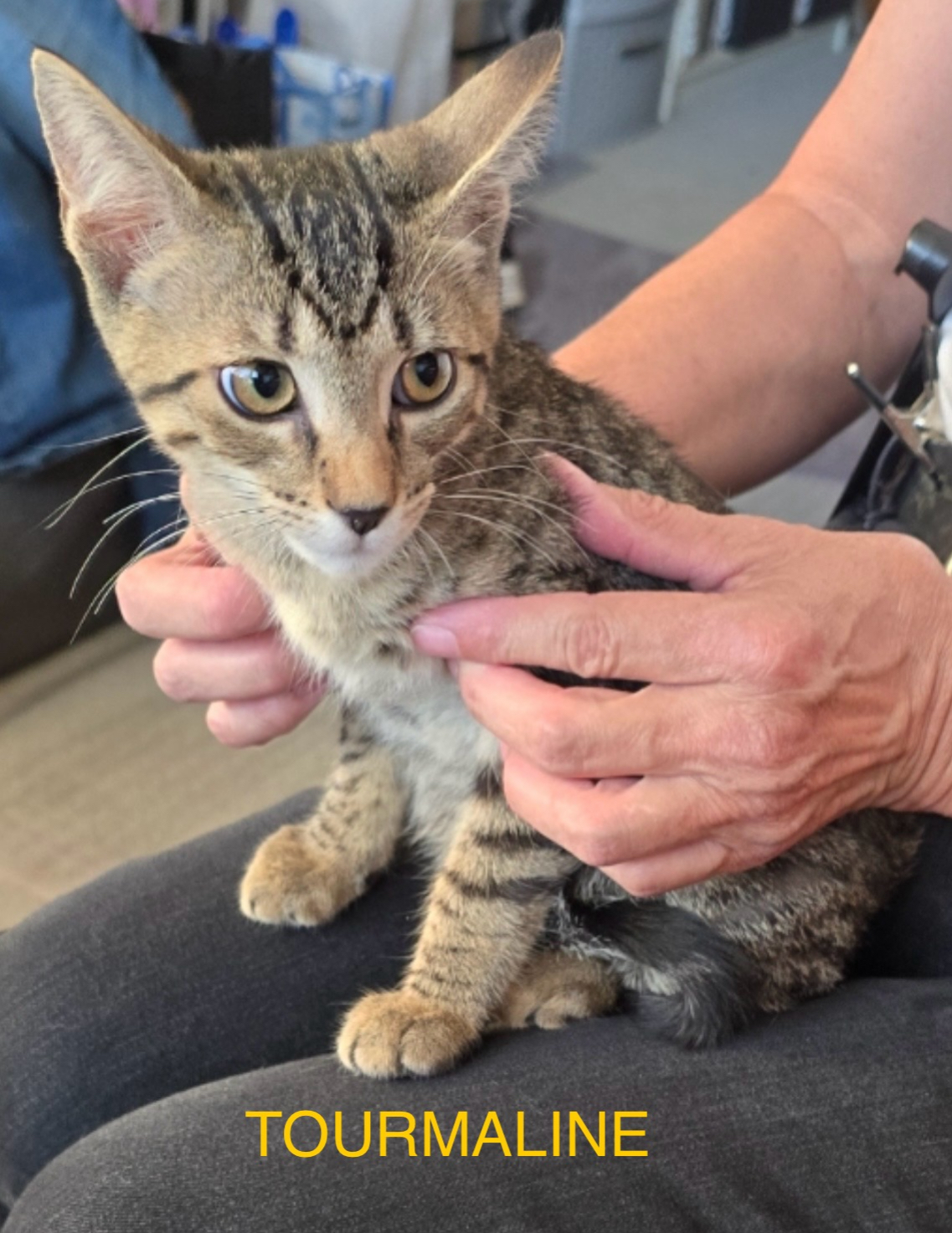 Enlarge TOURMALINE, a Adoptable Domestic Short Hair in Spotswood, NJ image 3/4