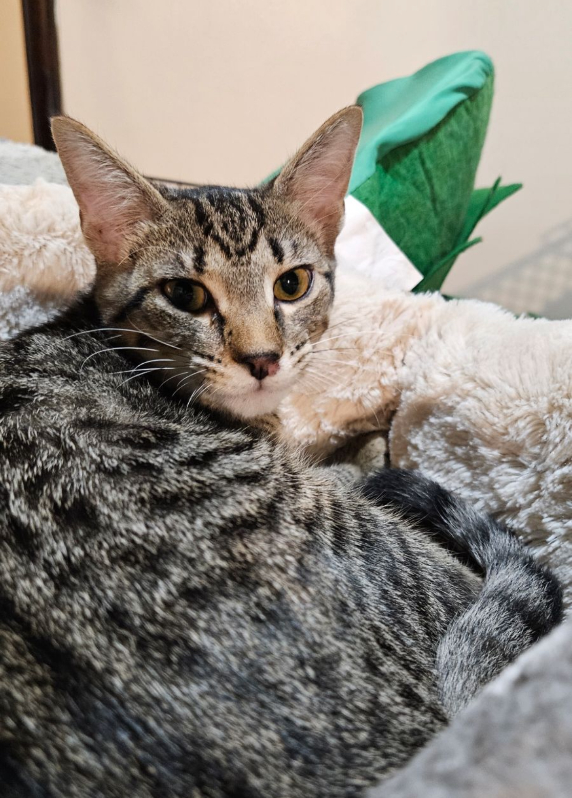 Enlarge TOURMALINE, a Adoptable Domestic Short Hair in Spotswood, NJ image 1/4