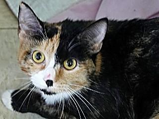 Enlarge Cameron, a ADOPTABLE mixed breed in Anaconda, MT image 1/1