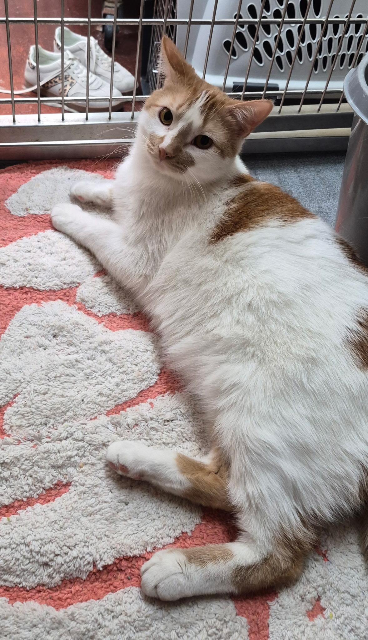 Enlarge Oscar, a Adoptable Domestic Short Hair in Tomah, WI image 4/4