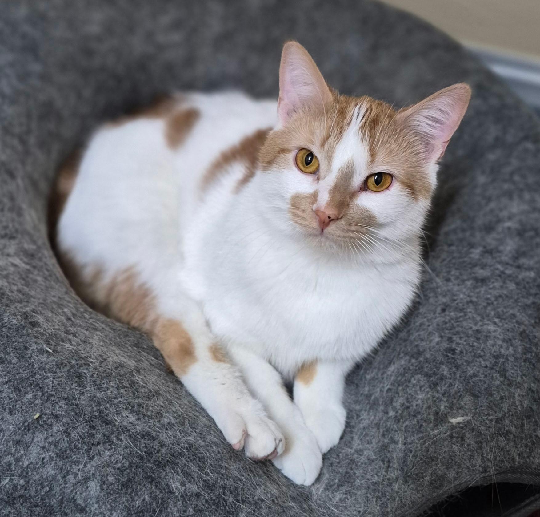 Enlarge Oscar, a Adoptable Domestic Short Hair in Tomah, WI image 1/4