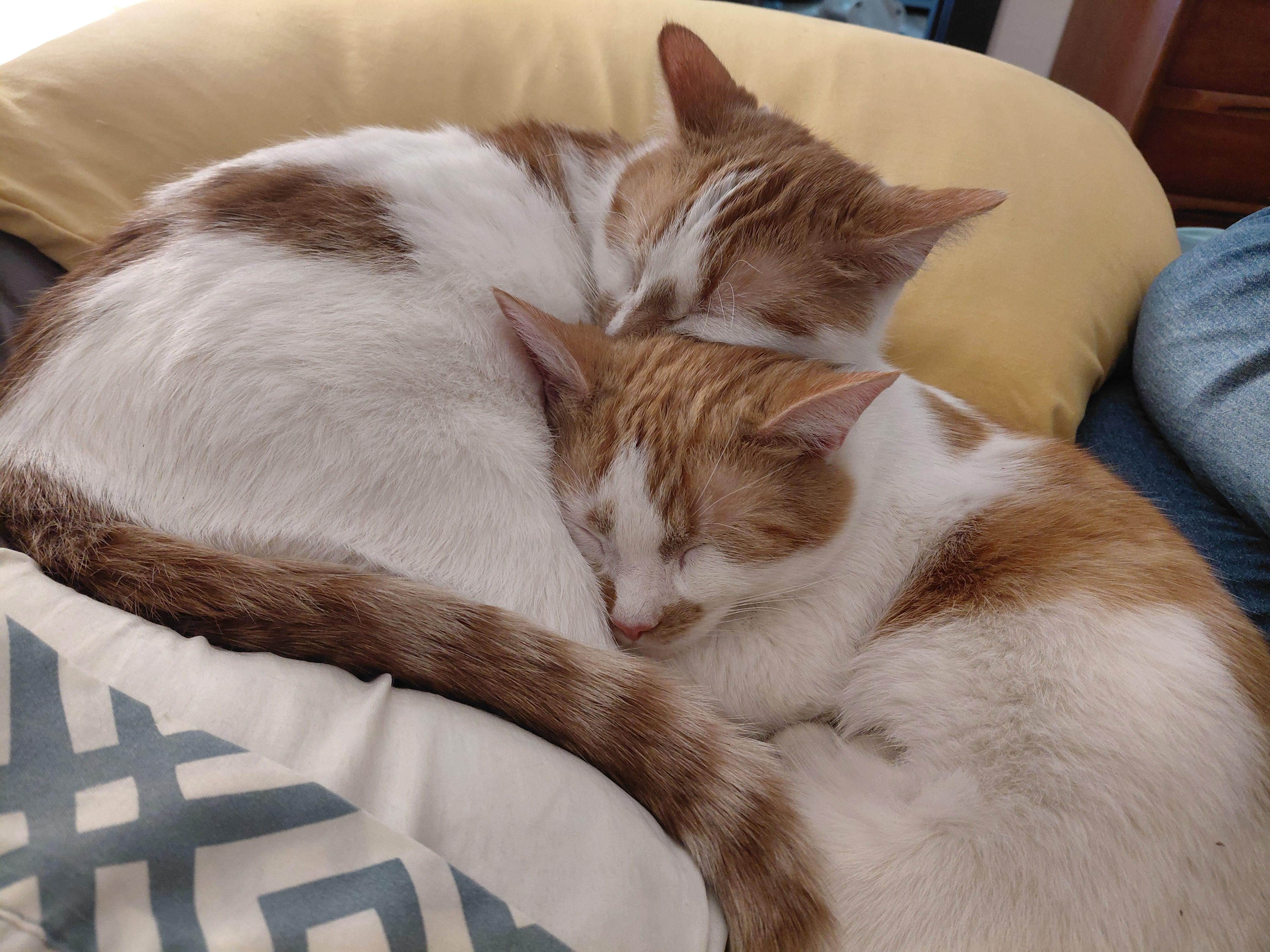 Enlarge Oscar, a Adoptable Domestic Short Hair in Tomah, WI image 3/4