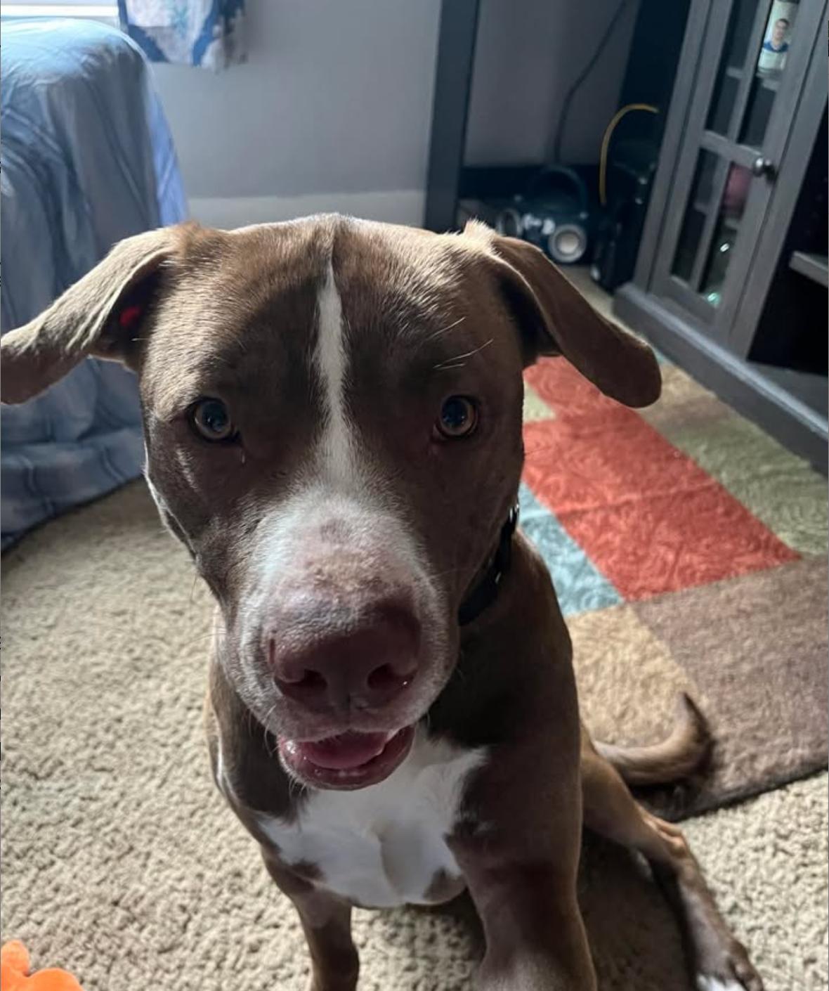 Enlarge Charlie, a Adopted mixed breed in Cattaraugus, NY image 2/5