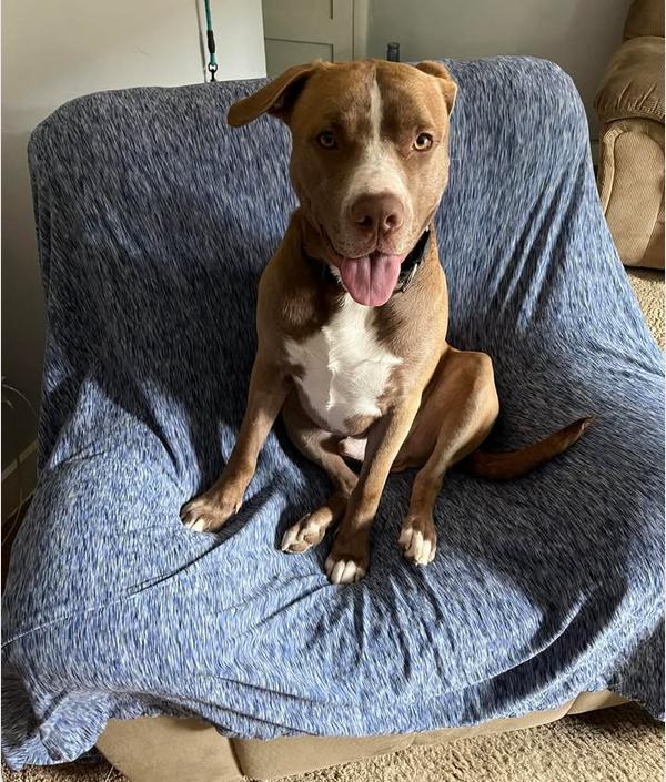 Enlarge Charlie, a Adopted mixed breed in Cattaraugus, NY image 3/5
