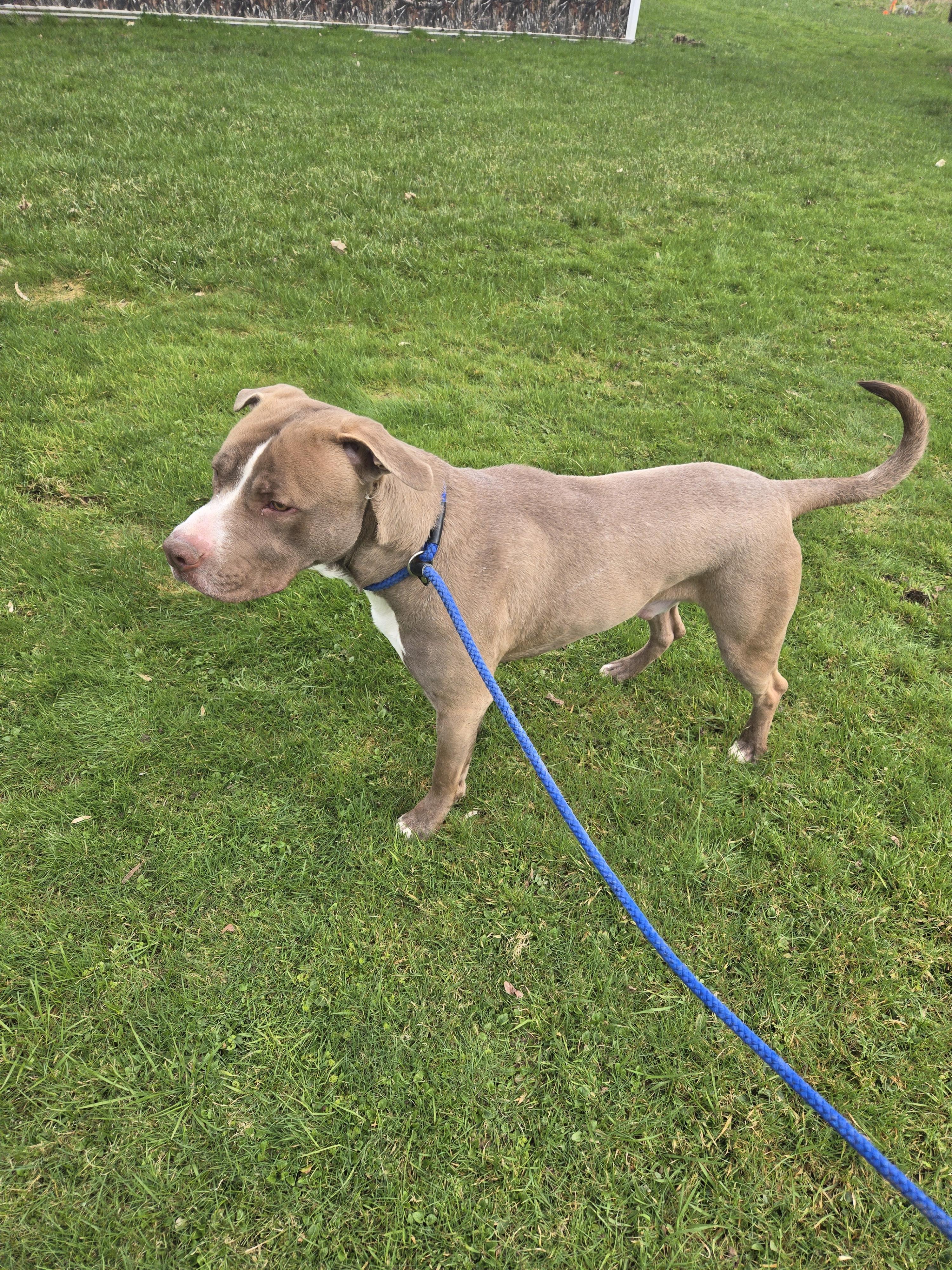 Enlarge Charlie, a Adopted mixed breed in Cattaraugus, NY image 4/5