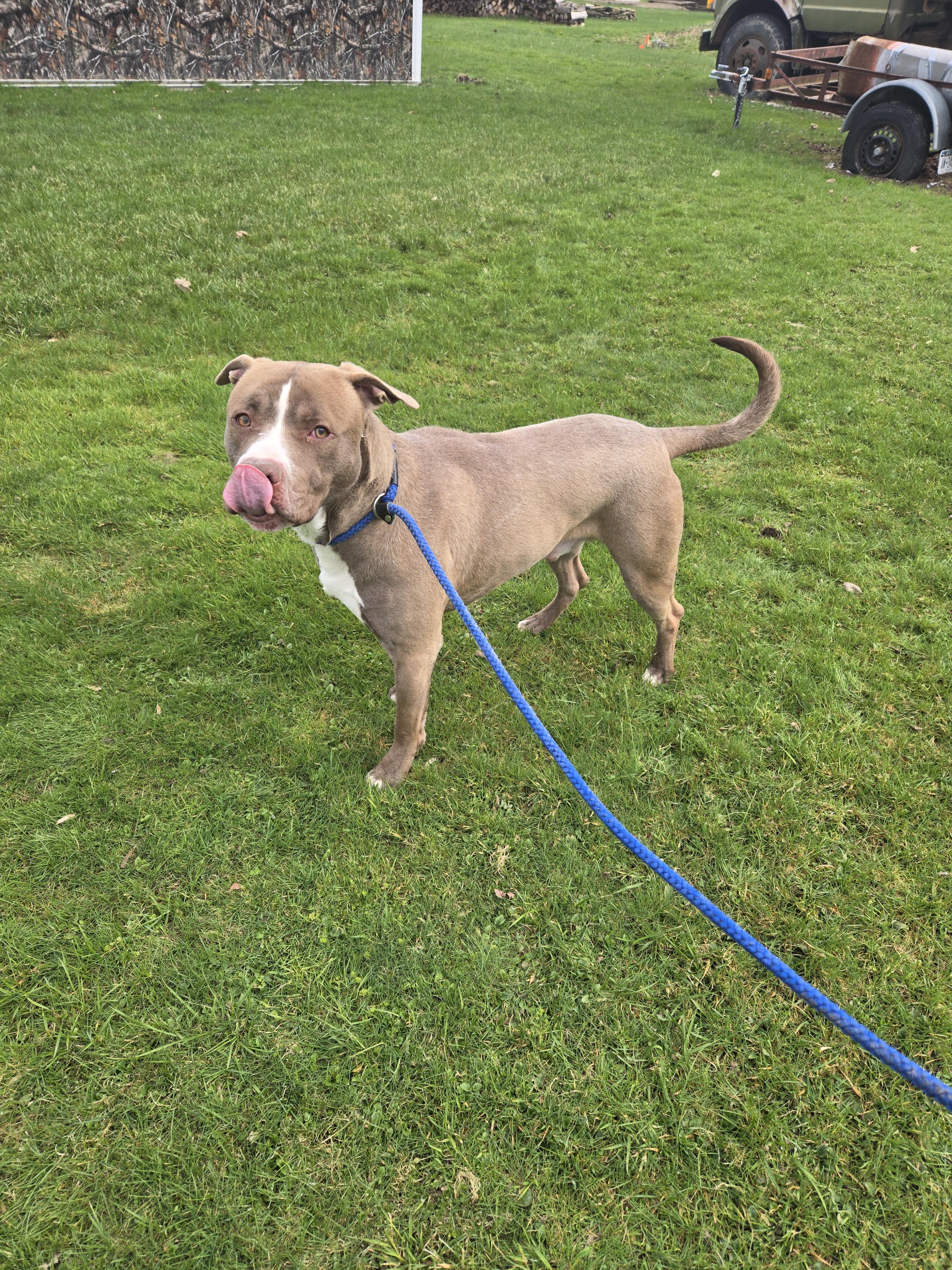 Enlarge Charlie, a Adopted mixed breed in Cattaraugus, NY image 5/5