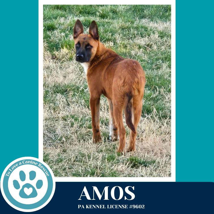 Amos ("A" Belgians) 031426, Adoptable, Puppy Male Belgian Shepherd / Malinois.
