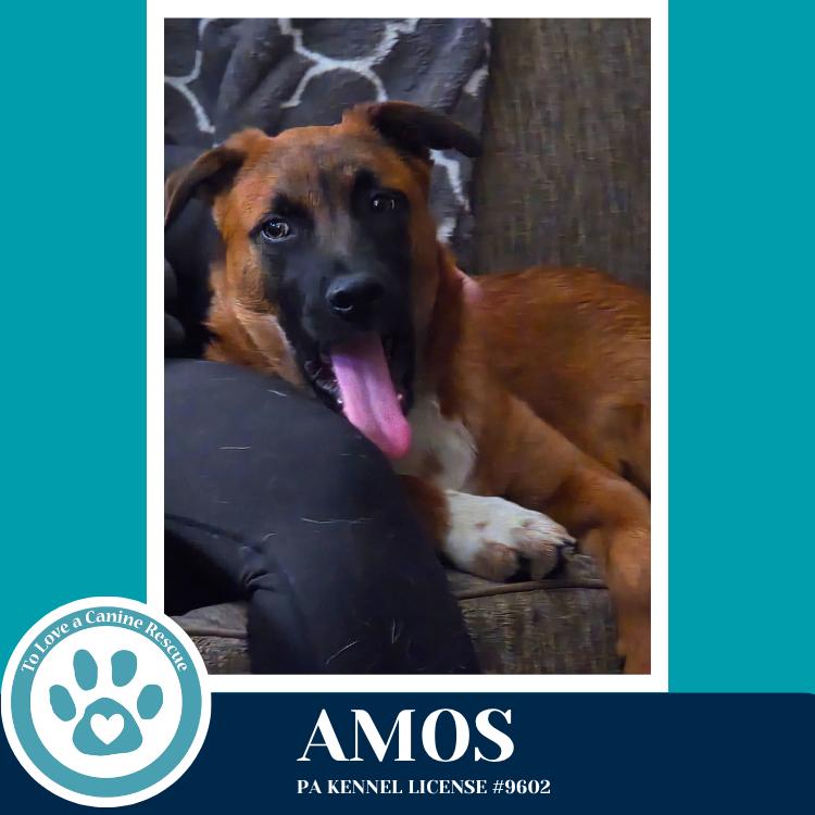 Enlarge Amos ("A" Belgians) 031426, a Adoptable mixed breed in Kimberton, PA image 2/5