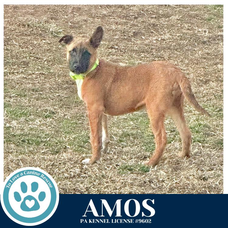 Enlarge Amos ("A" Belgians) 031426, a Adoptable mixed breed in Kimberton, PA image 3/5