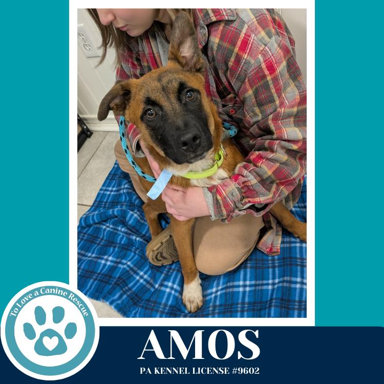 Enlarge Amos ("A" Belgians) 031426, a Adoptable mixed breed in Kimberton, PA image 4/5