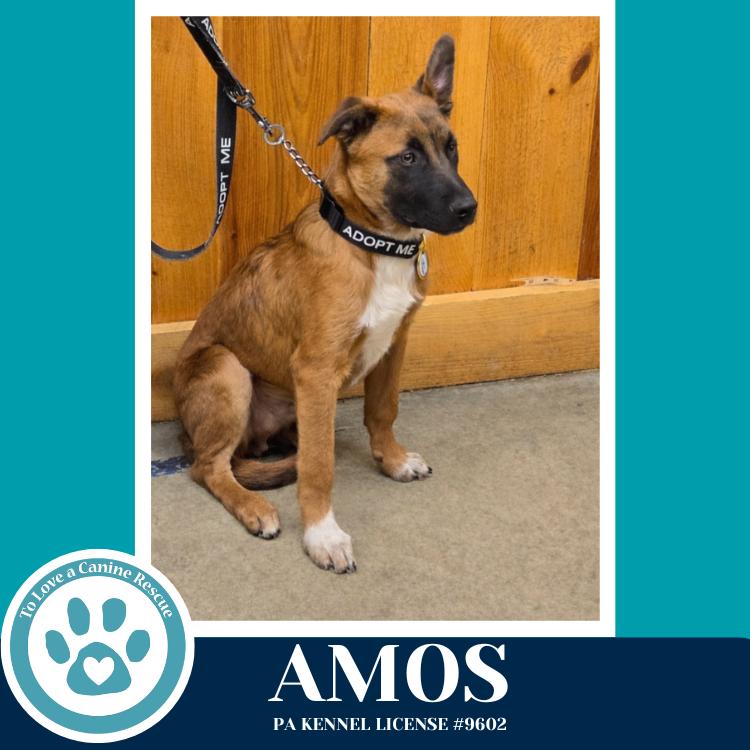 Enlarge Amos ("A" Belgians) 031426, a Adoptable mixed breed in Kimberton, PA image 5/5