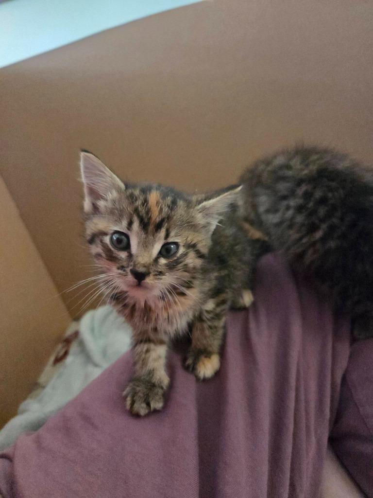 Lemon, Adoptable, Kitten Female Domestic Short Hair.