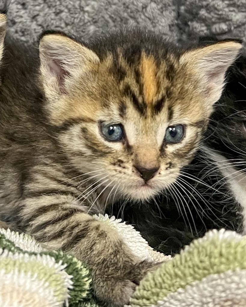 Enlarge Lemon, a Adoptable mixed breed in Murray, KY image 3/4