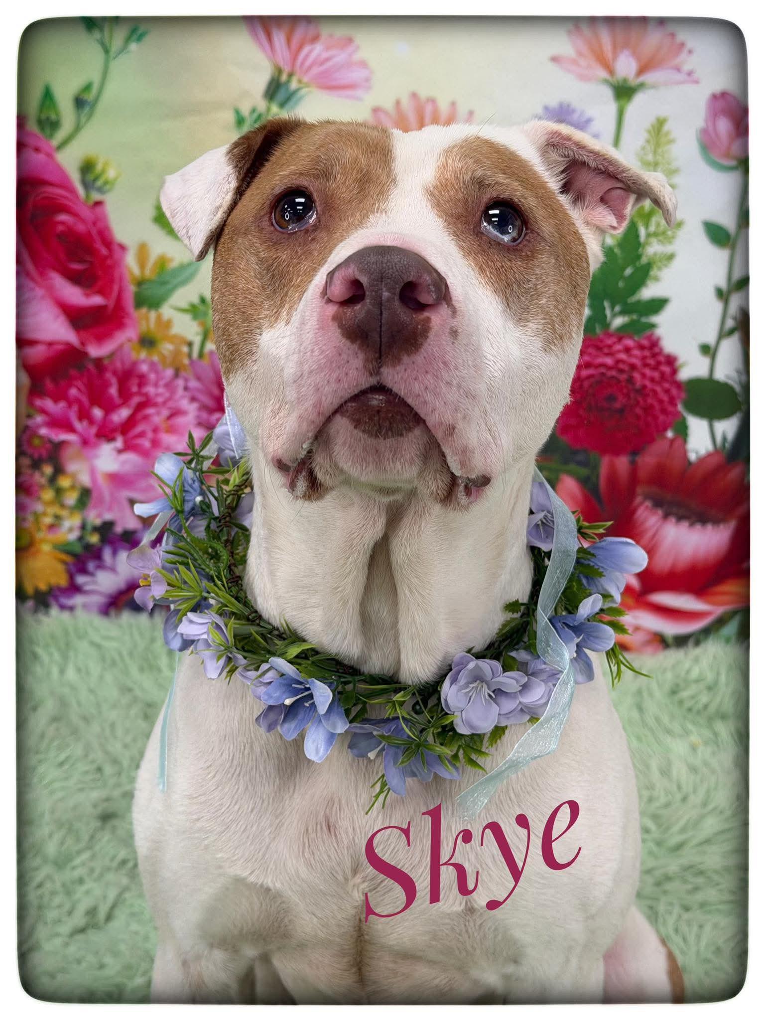 Enlarge Skye, a ADOPTABLE Mixed Breed in Flint, MI image 1/1