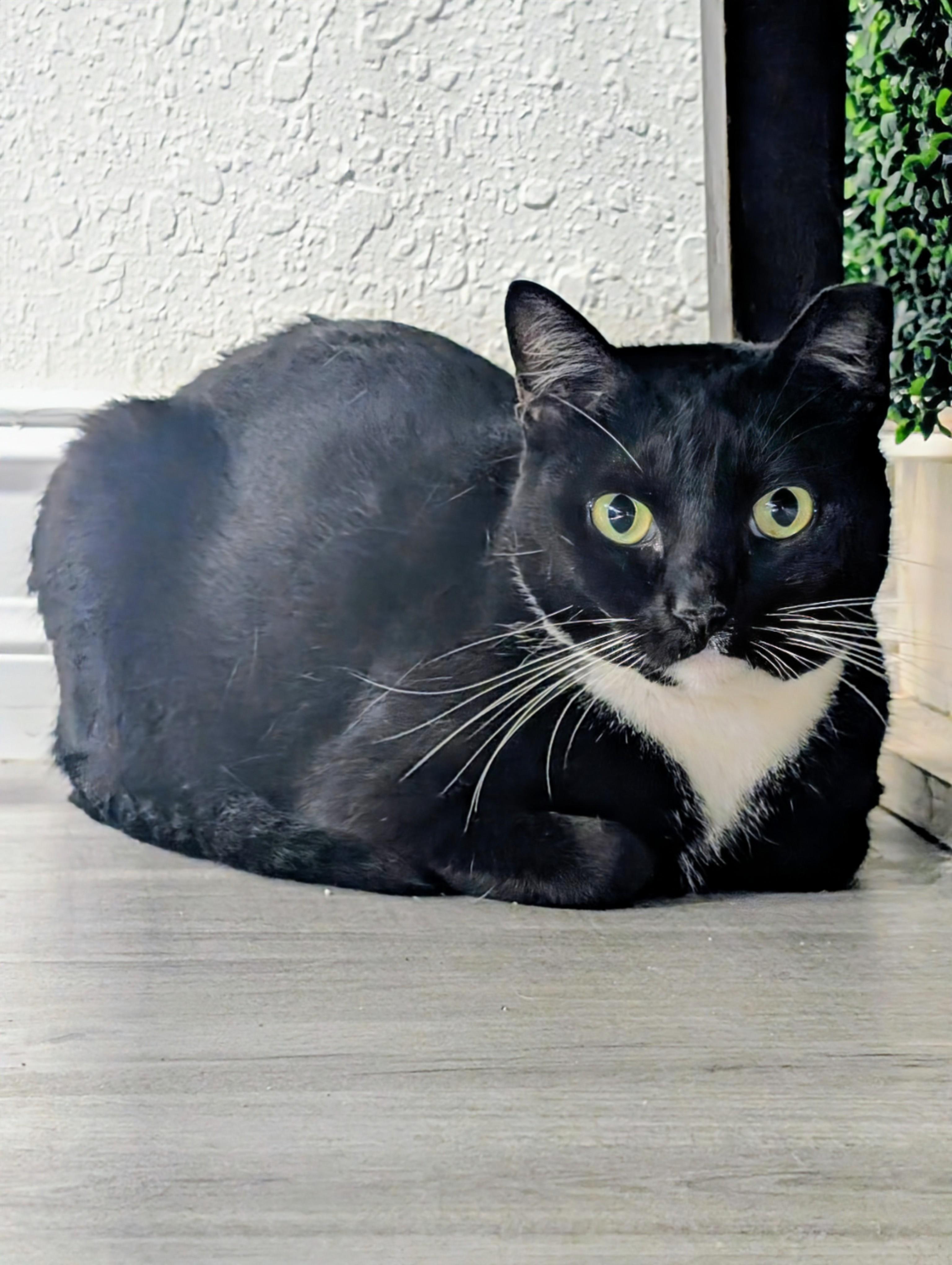 Enlarge Duckie, a ADOPTABLE Domestic Short Hair in Palm Harbor, FL image 2/3