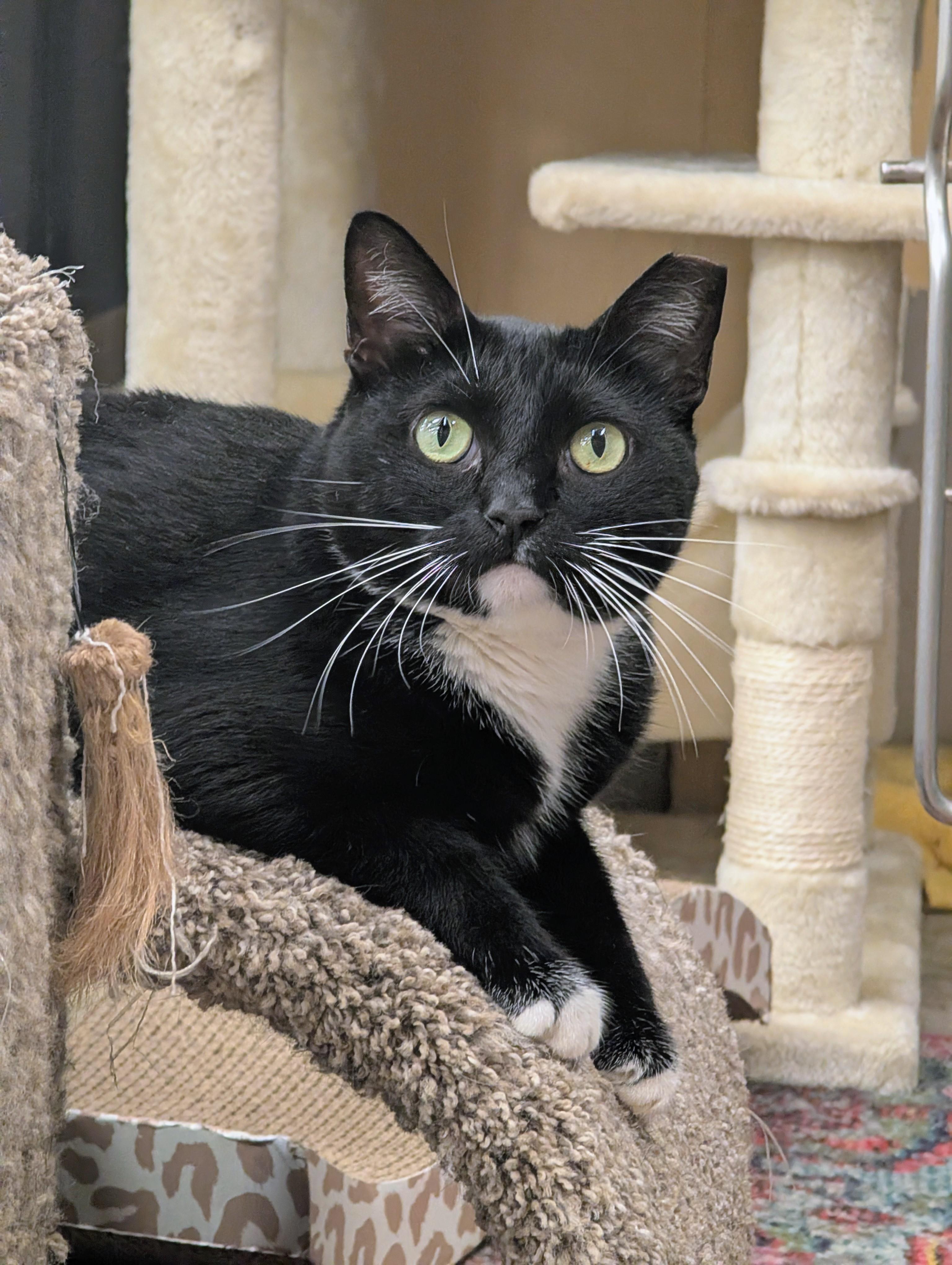 Duckie, a ADOPTABLE Domestic Short Hair in Clearwater, FL image 1/5