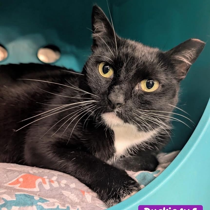 Enlarge Duckie, a ADOPTABLE Domestic Short Hair in Clearwater, FL image 1/4