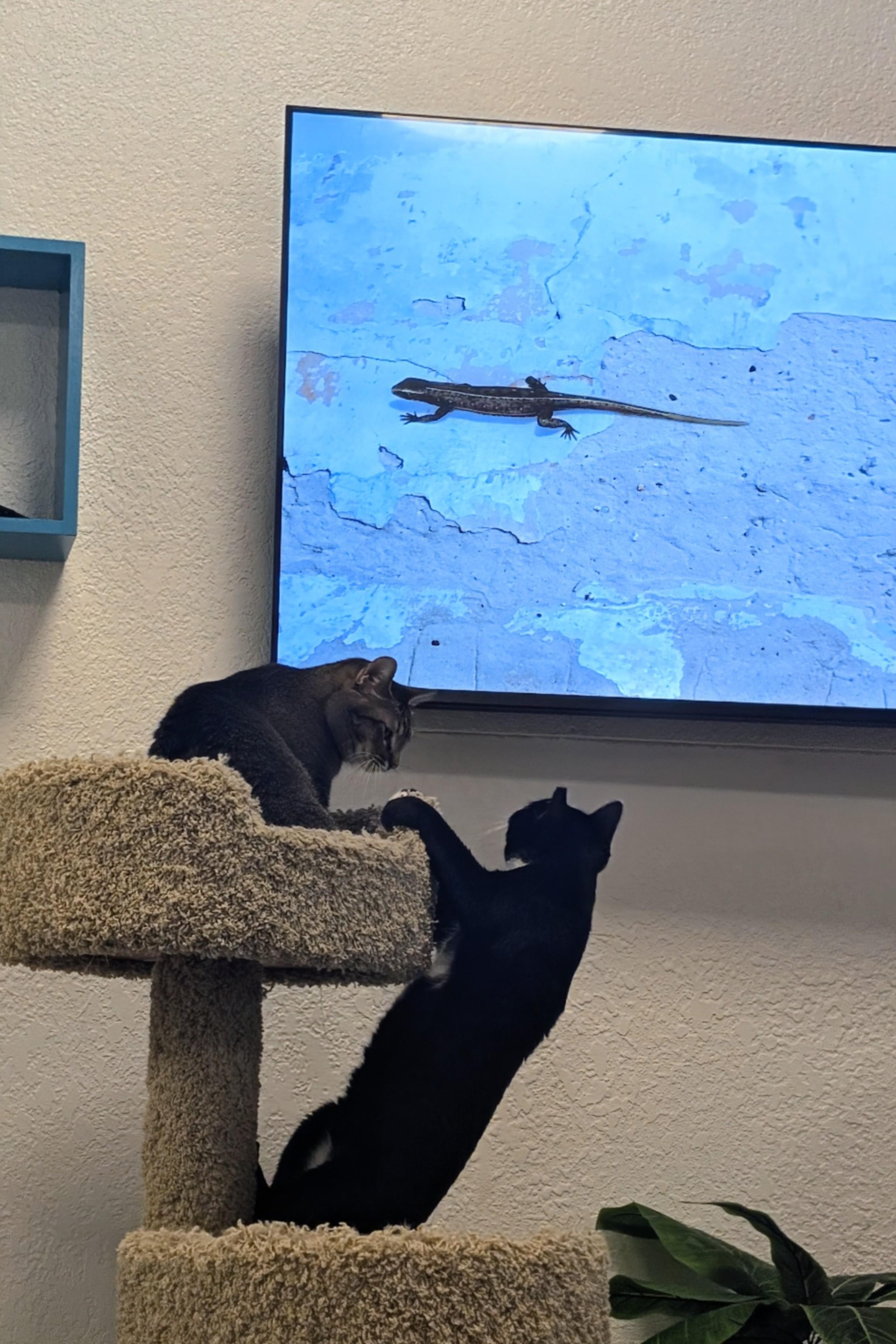 Enlarge Duckie, a ADOPTABLE Domestic Short Hair in Palm Harbor, FL image 3/3