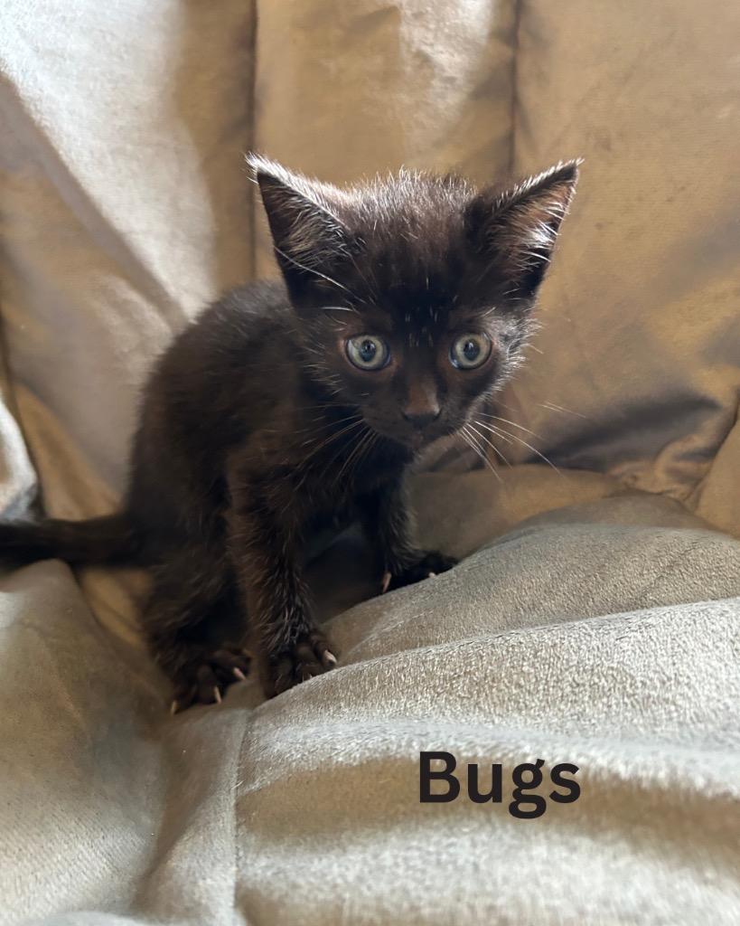 Bugs, Adoptable, Kitten Female Domestic Short Hair.