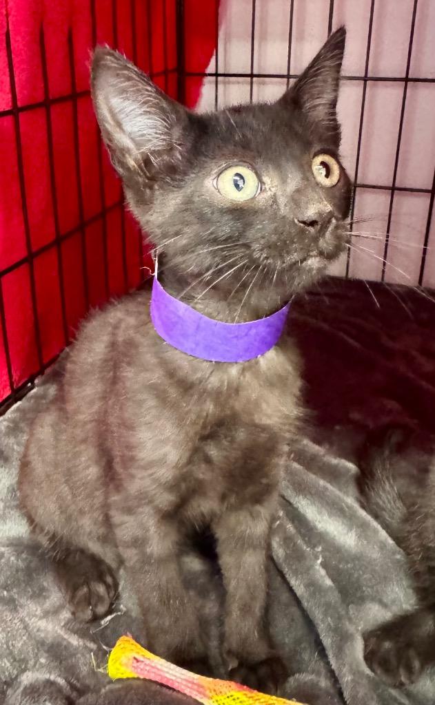 Enlarge Bugs, a Adoptable mixed breed in Leonardtown, MD image 2/2